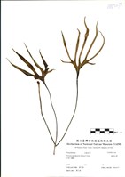 藏品(槭葉石葦)的圖片